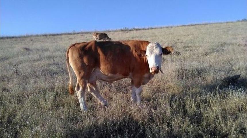 &Ccedil;alınan İneklerini Bulana 5 Bin Lira &Ouml;d&uuml;l Verecek