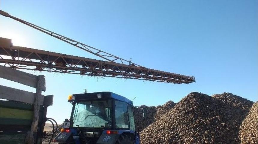 Malazgirt&rsquo;te Pancar Alımı Devam Ediyor