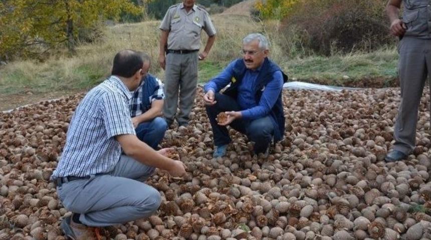 Sedir Tohumları Toprakla Buluşmaya Hazırlanıyor