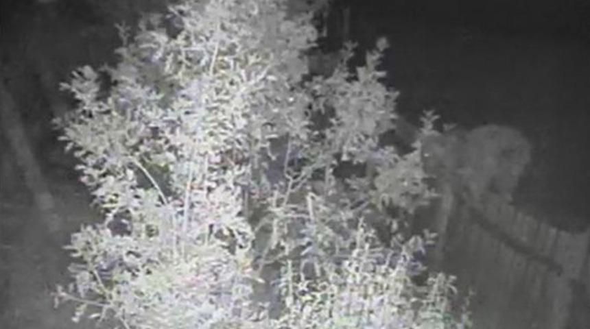 Boz Ayılar Bah&ccedil;elere Dadandı