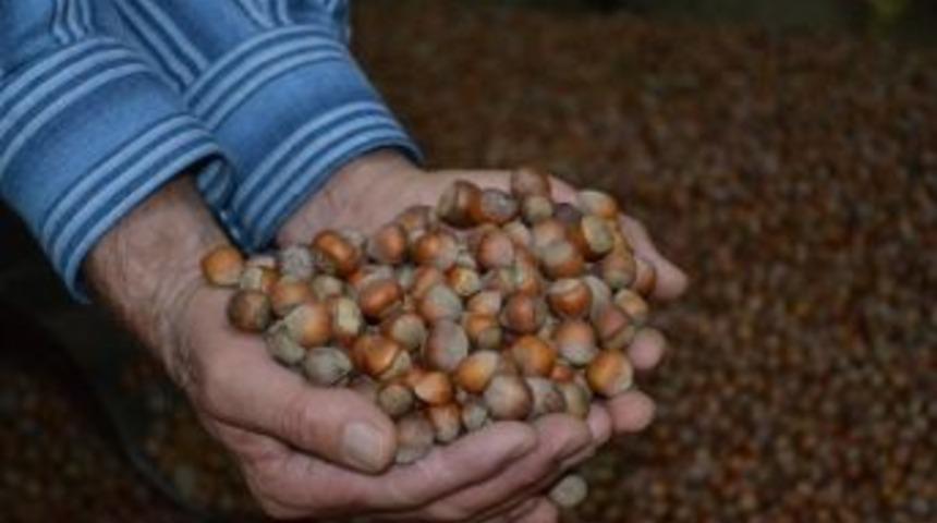 Fındıkta D&uuml;ş&uuml;ş Devam Ediyor