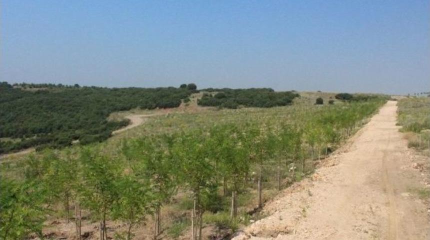 Sakarya&rsquo;da Eski Maden Ocakları Tabiata Geri Kazandırılıyor
