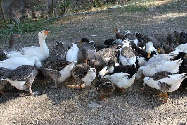 Yozgat&rsquo;ta Kaz Yetiştiricileri Derneği Kuruldu 1