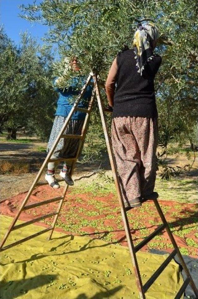 Sofralık Zeytini Rekor İhracat Fiyatı Da Kurtaramadı