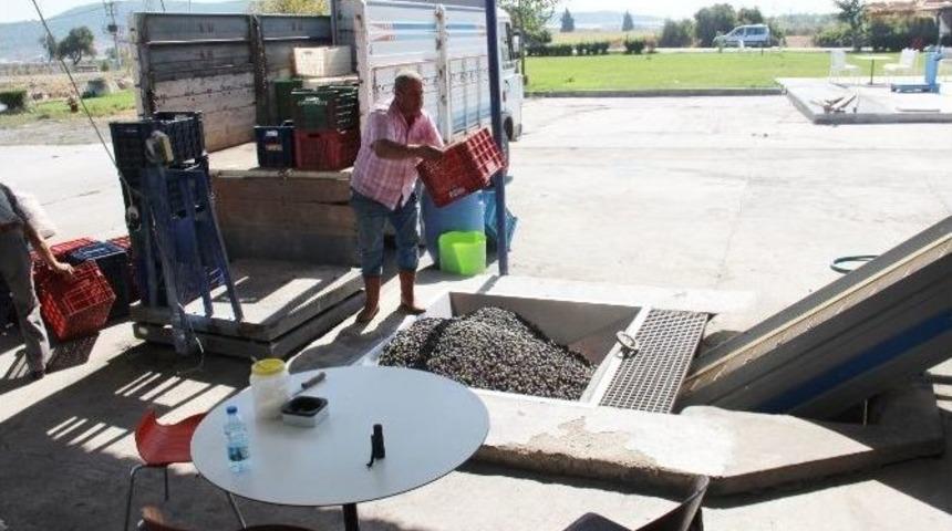 Fo&ccedil;a&rsquo;da Erken Hasatla İlk Zeytinyağı Sıkımı