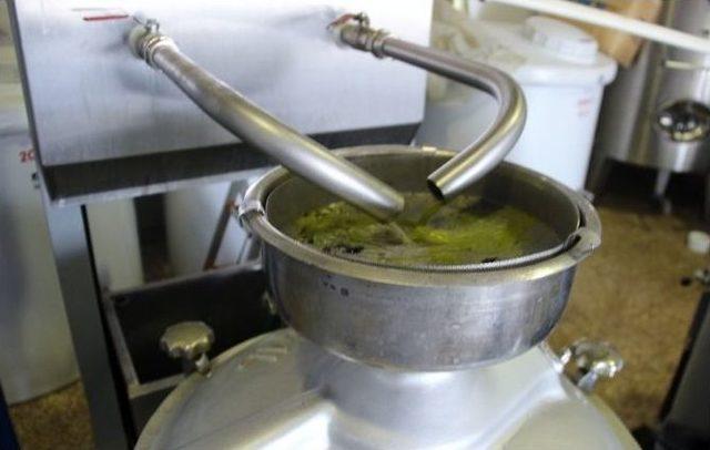 Foça’da Erken Hasatla İlk Zeytinyağı Sıkımı 1