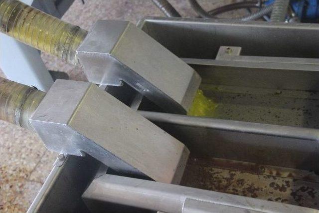 Foça’da Erken Hasatla İlk Zeytinyağı Sıkımı 2