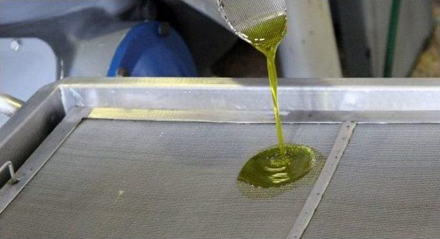 Foça’da Erken Hasatla İlk Zeytinyağı Sıkımı 3