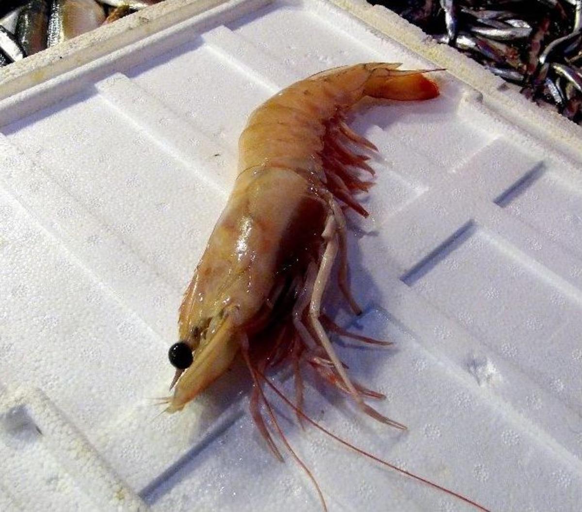 (&ouml;zel Haber) T&uuml;rkiye&rsquo;de Denizden &Ccedil;ıkan En B&uuml;y&uuml;k Karides G&ouml;renleri Şaşırtıyor