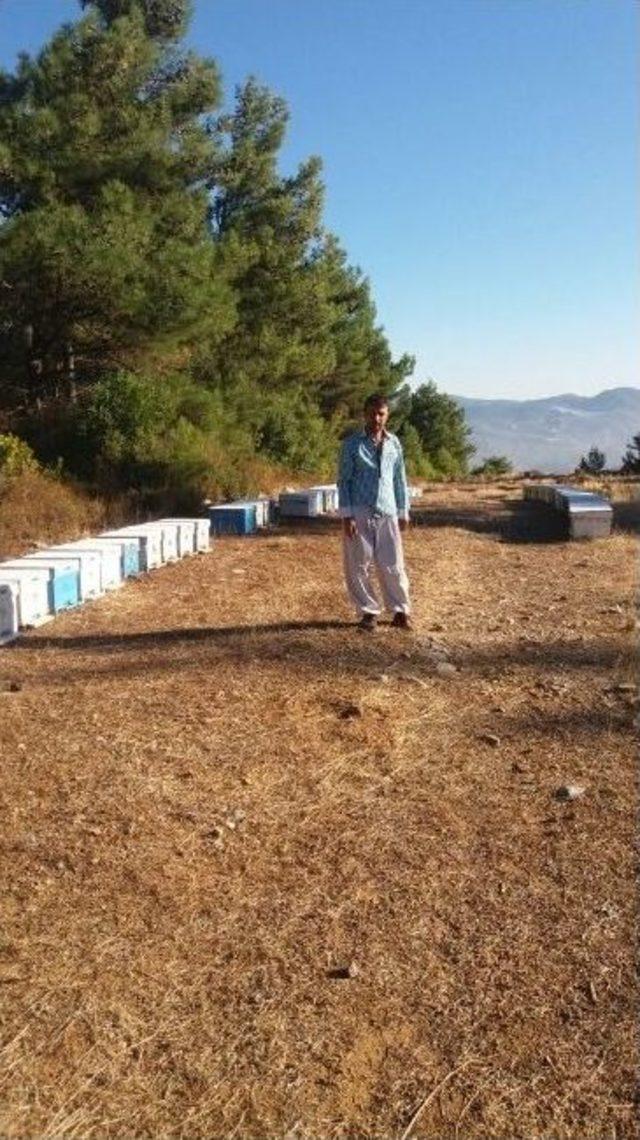 G&ouml;z&uuml; D&ouml;nm&uuml;ş Hırsızlar 52 Kovan Arıyı Balıyla Birlikte &Ccedil;aldı 1