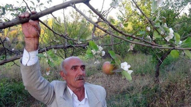 Doğanşehir’de Ağaçlar Çiçek Açtı