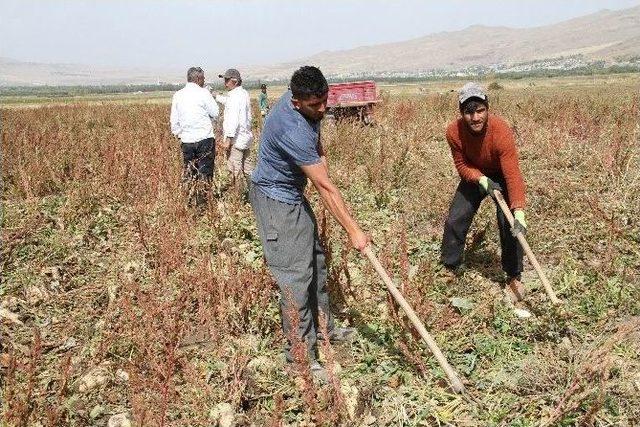 Muradiye’de Şeker Pancarı Sökümü