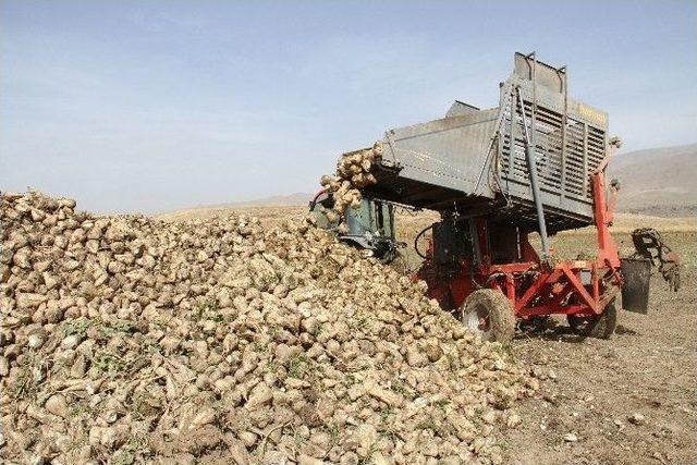 Muradiye’de Şeker Pancarı Sökümü