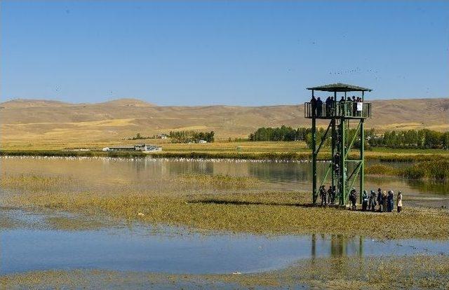 Van’da Doğu’nun Kanatları Van Erçek Gölü Flamingo Festivali 1