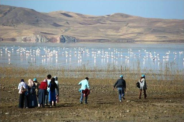 Van’da Doğu’nun Kanatları Van Erçek Gölü Flamingo Festivali 2