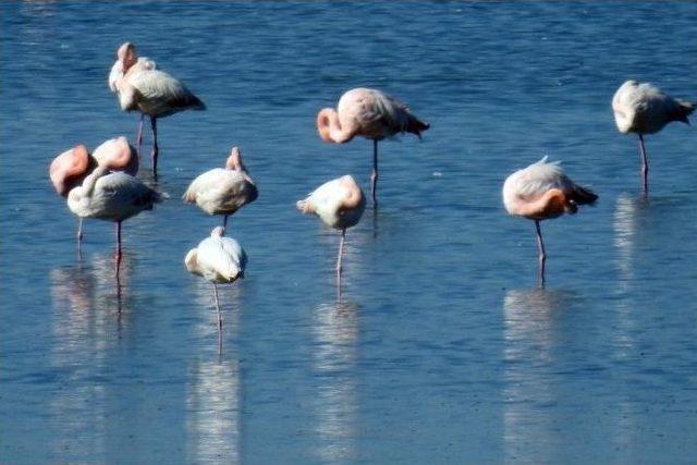 Van’da Doğu’nun Kanatları Van Erçek Gölü Flamingo Festivali 3