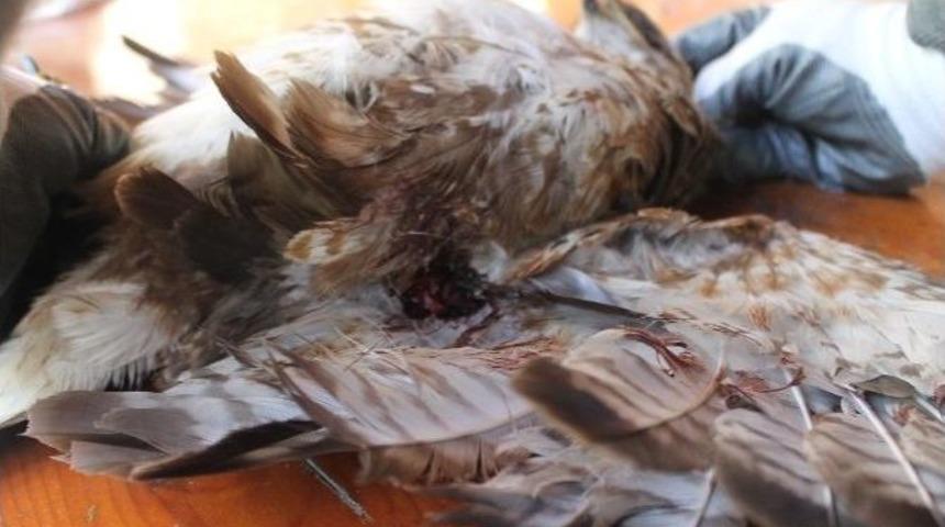 Jandarmanın Bulduğu Yaralı Şahin Tedavi Altına Alındı