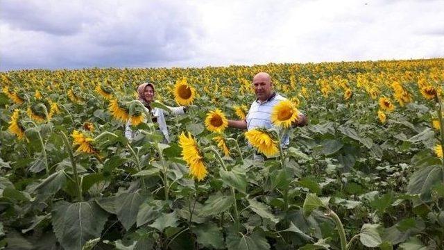 Büyükşehir Çiftçiye Tohum Dağıtımı Yapacak