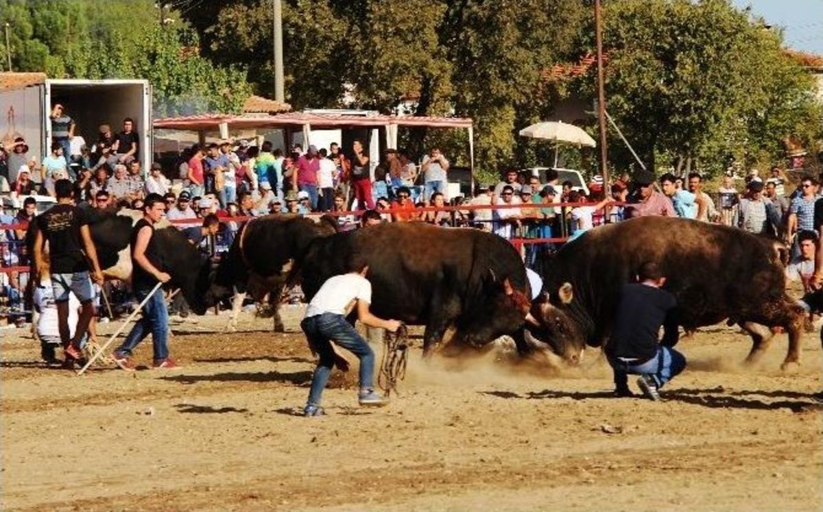Boğalar Spor İ&ccedil;in G&uuml;reşti