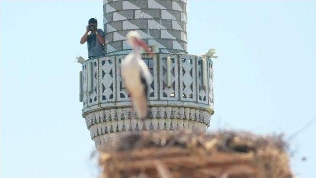 Türkiye’nin Kuşları Belgesel Oldu