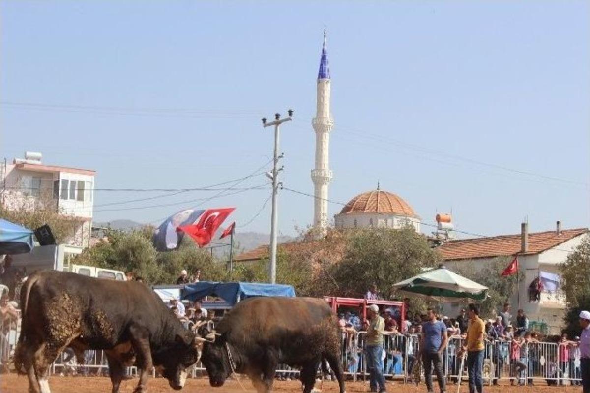Aydın&rsquo;da Boğalar Kıran Kırana G&uuml;reşti