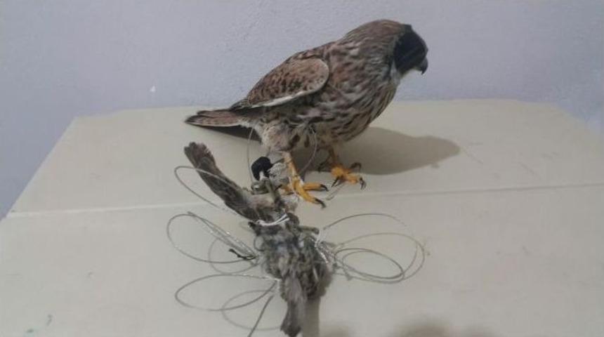 Tarsus&rsquo;ta Şahin Avcıları Yakalandı