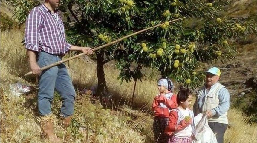 Aydın&rsquo;da Kestane Hasadı Başladı