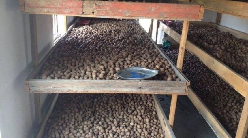 10 Yılda Tonlarca Ceviz &Uuml;rettiler