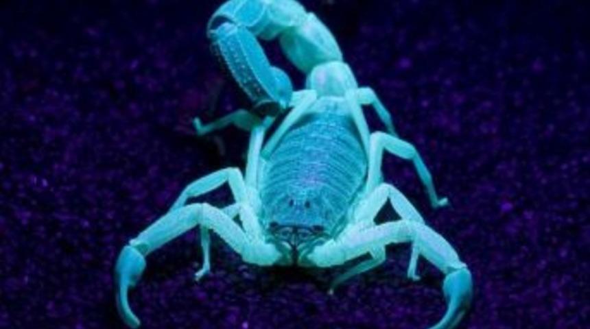 &lsquo;imparator Akrep&rsquo; Adrenalin D&uuml;nyası&rsquo;nda Ziyaret&ccedil;ileriyle Buluşuyor