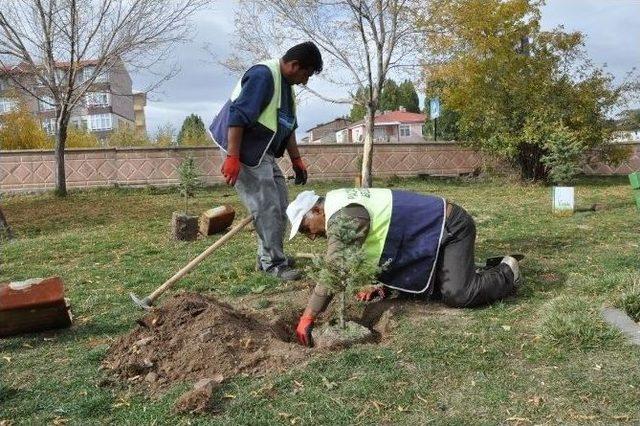 Palandöken Belediyesi ’’sevdamız Yeşil Bir Palandöken’’ Sloganıyla Bin Fidan Dikimine Başladı