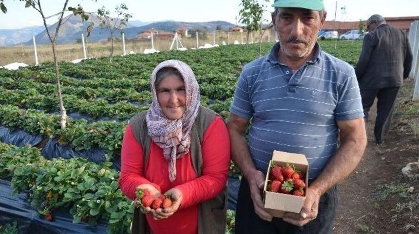 &Ccedil;ilek Yetiştiriciliği Dikenli K&ouml;y&uuml; İ&ccedil;in Ge&ccedil;im Kaynağı Oldu