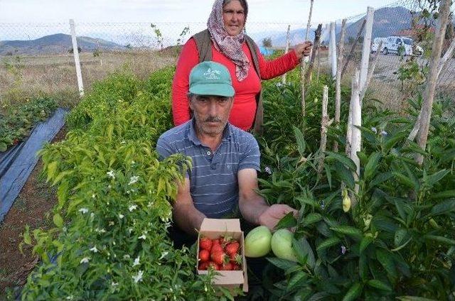 Çilek Yetiştiriciliği Dikenli Köyü İçin Geçim Kaynağı Oldu