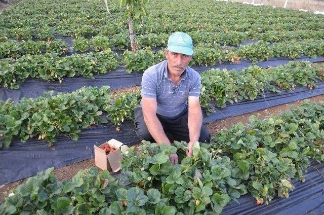 Çilek Yetiştiriciliği Dikenli Köyü İçin Geçim Kaynağı Oldu