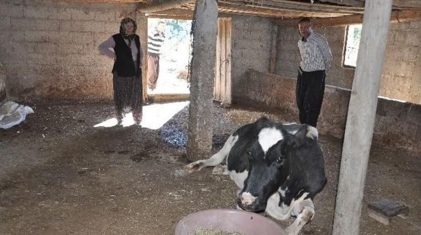 2 G&uuml;n Yol A&ccedil;ıp İneği Kurtardılar