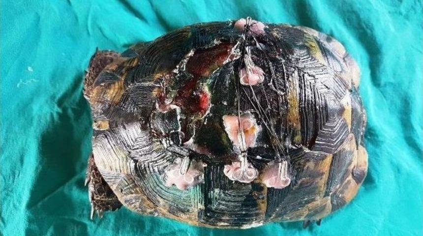 Yaralı Kaplumbağaya Estetik Operasyon