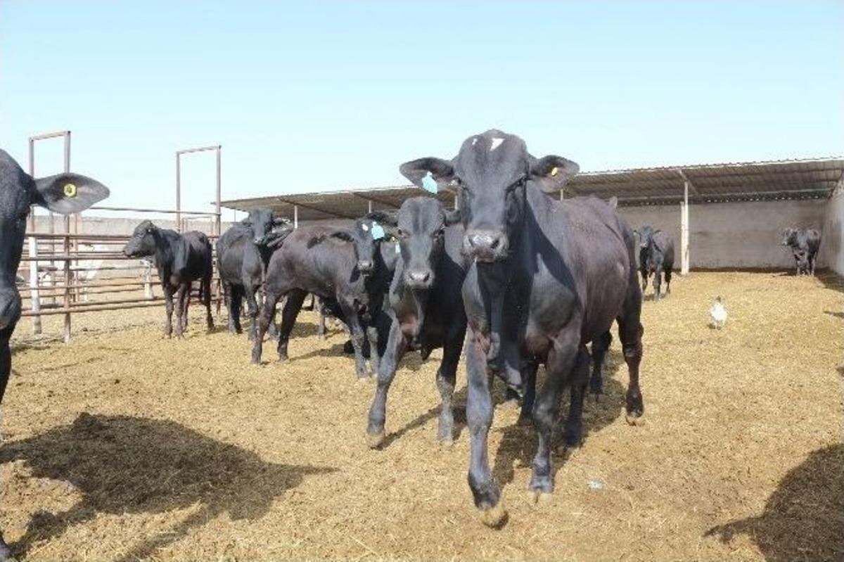 K&uuml;&ccedil;&uuml;k İşletmeler B&uuml;y&uuml;me Yolunda