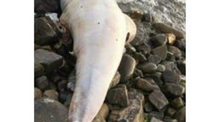 Kıyıya Vuran Yunusta Mermi İzi