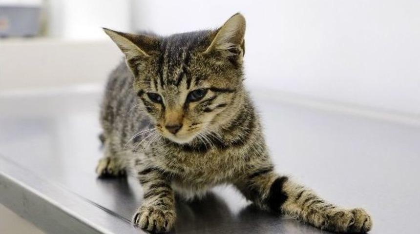 Tecav&uuml;ze Ve İşkenceye Uğrayan Kedi, Yaşam Savaşı Veriyor