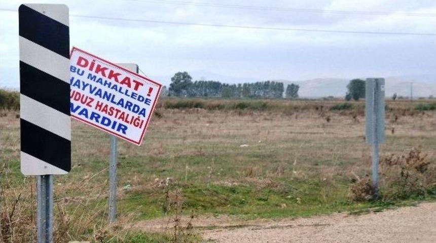 O K&ouml;ylerin Girişine "kuduz Var" Tabelası Asıldı