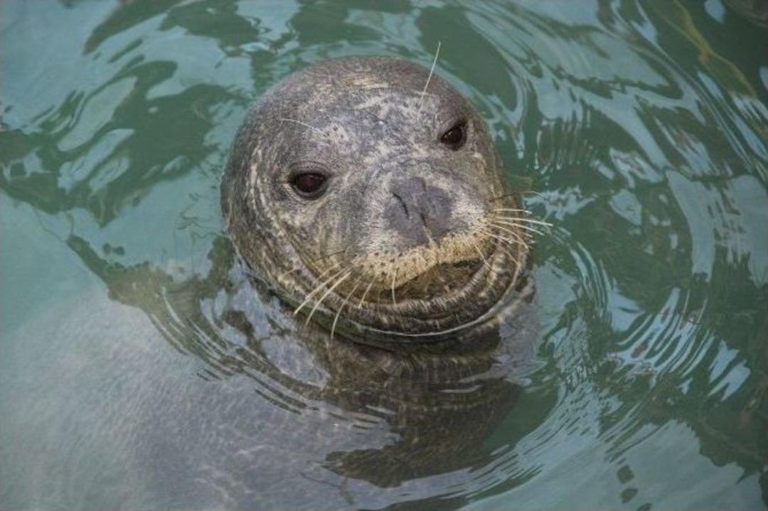 Nesli T&uuml;kenmekte Olan Akdeniz Foku, Yeniden Kuşadası K&ouml;rfezi&rsquo;nde Ortaya &Ccedil;ıktı