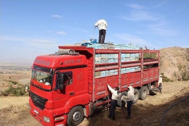 Muş’taki Arıcılar Sıcak Bölgelere Gidiyor