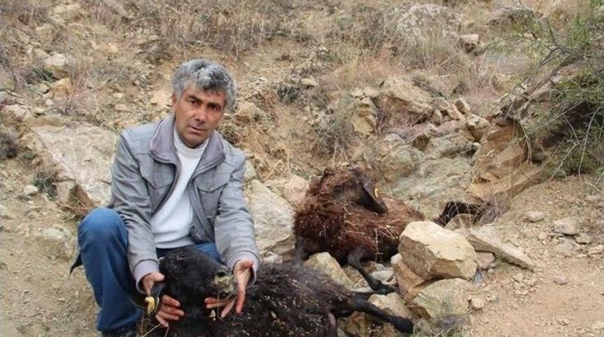 Sokak K&ouml;pekleri 7 Koyunu Telef Etti