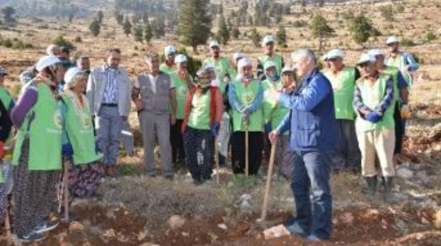 Orman B&ouml;lge M&uuml;d&uuml;rl&uuml;ğ&uuml;, Toroslar&rsquo;ın &Ccedil;atısını Ağa&ccedil;landırıyor