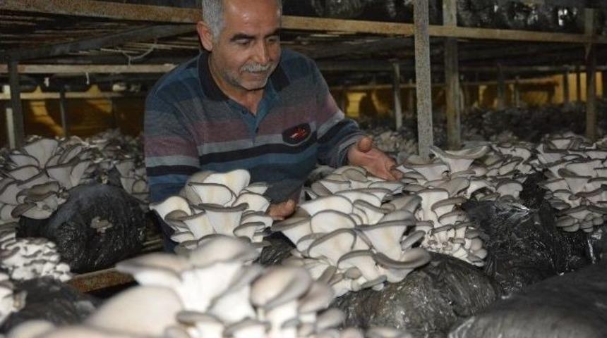Antalya&rsquo;da İstiridye Mantarı &Uuml;retimi Başladı