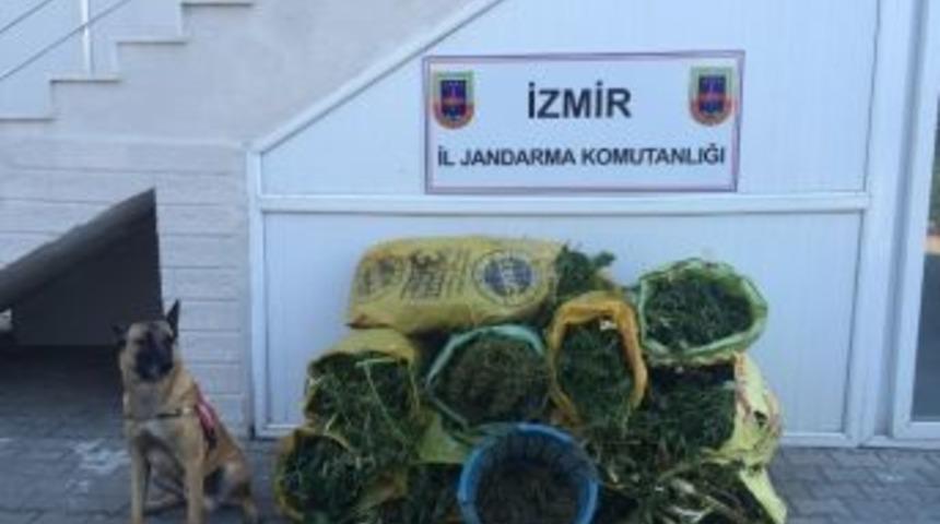 İzmir&rsquo;de 86 Kilo Esrar Ele Ge&ccedil;irildi