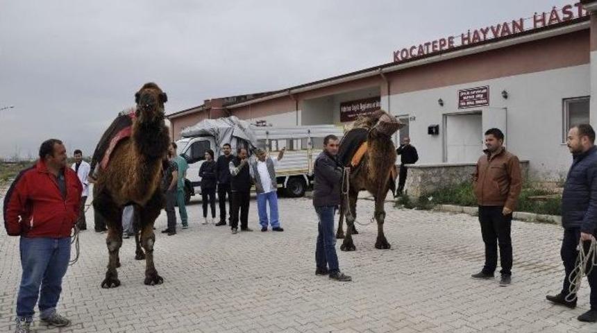 Şampiyon Develer Sağlık Kontrol&uuml;nden Ge&ccedil;irildi