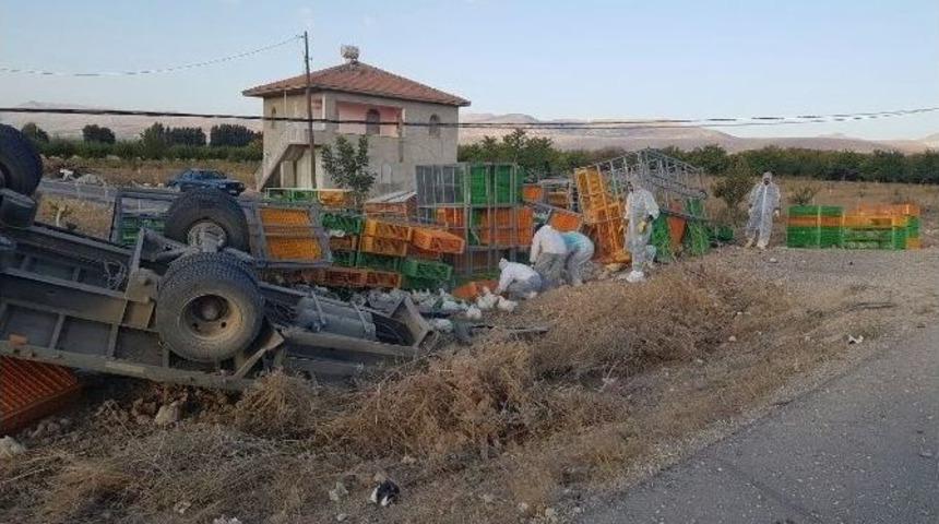 Malatya&rsquo;daki Kazada Binlerce Tavuk Telef Oldu