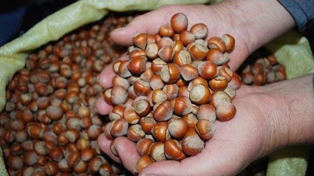 İtalya “fındık” Piyasasını Karıştırdı