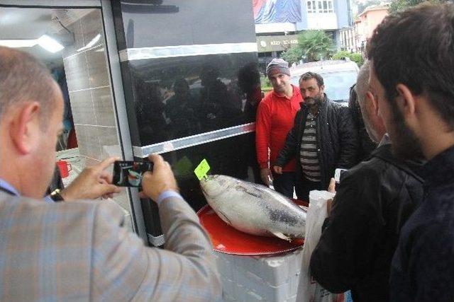 Rize’de Balıkçı Tezgahındaki Dev Orkinos Vatandaşın İlgisini Çekti