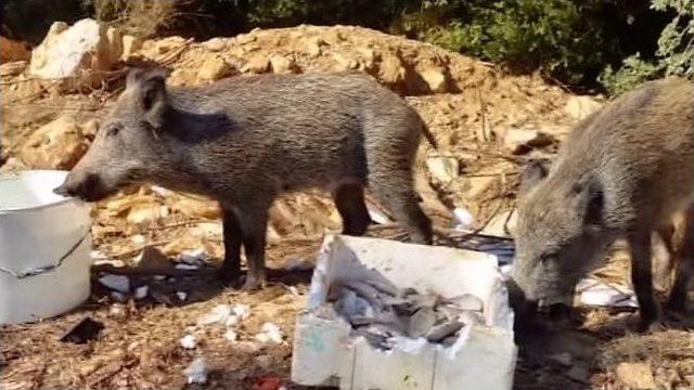 Domuzları Balıkla Besliyor 2